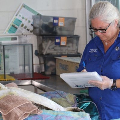 Dr Kathy Townsend studies a turtle victim of marine debris.